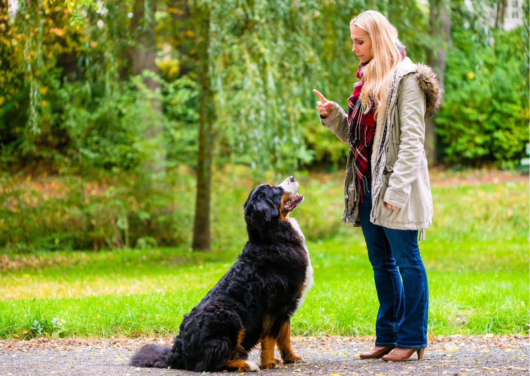 Dog Training Online Course