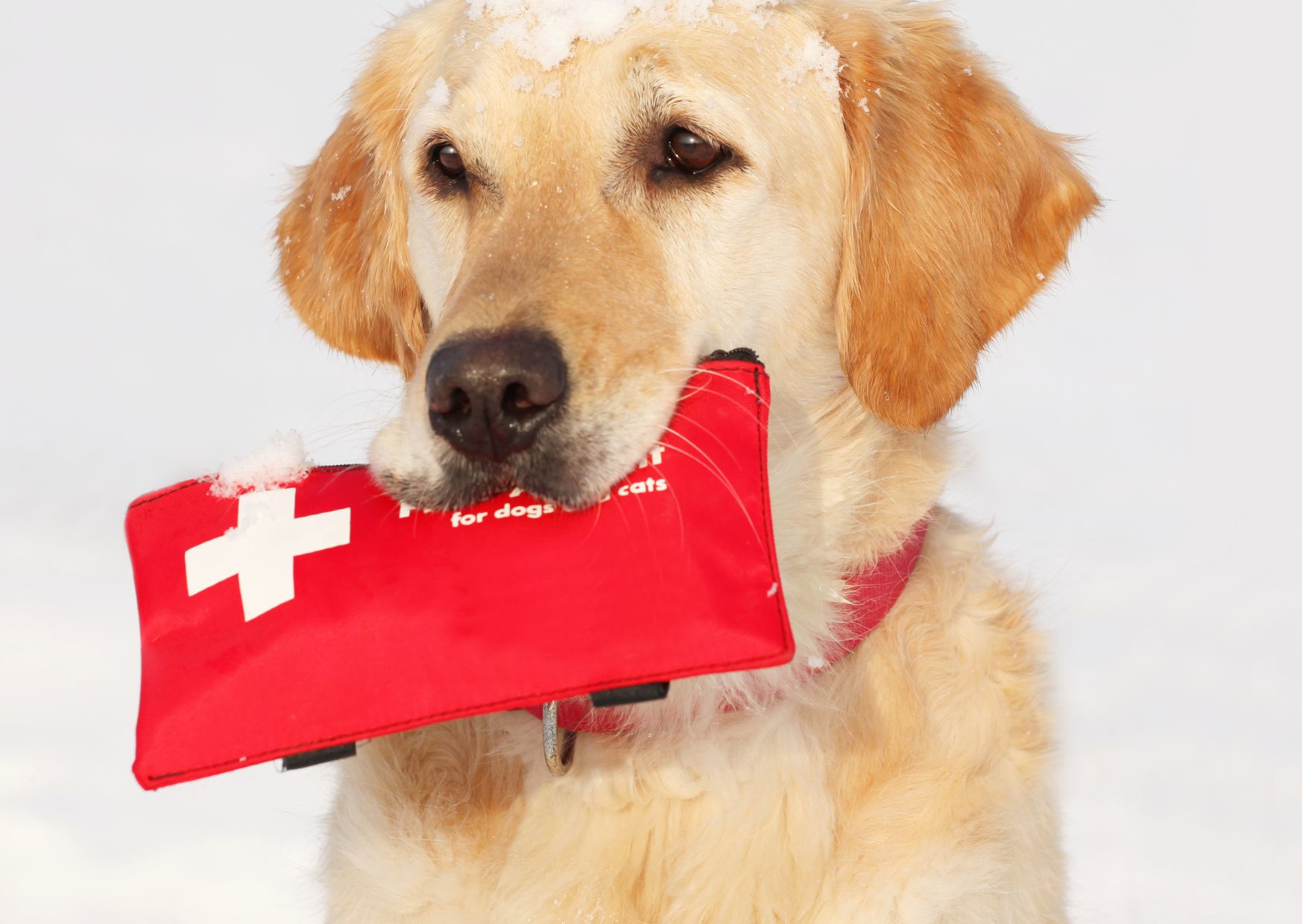 Diploma in Dog First Aid