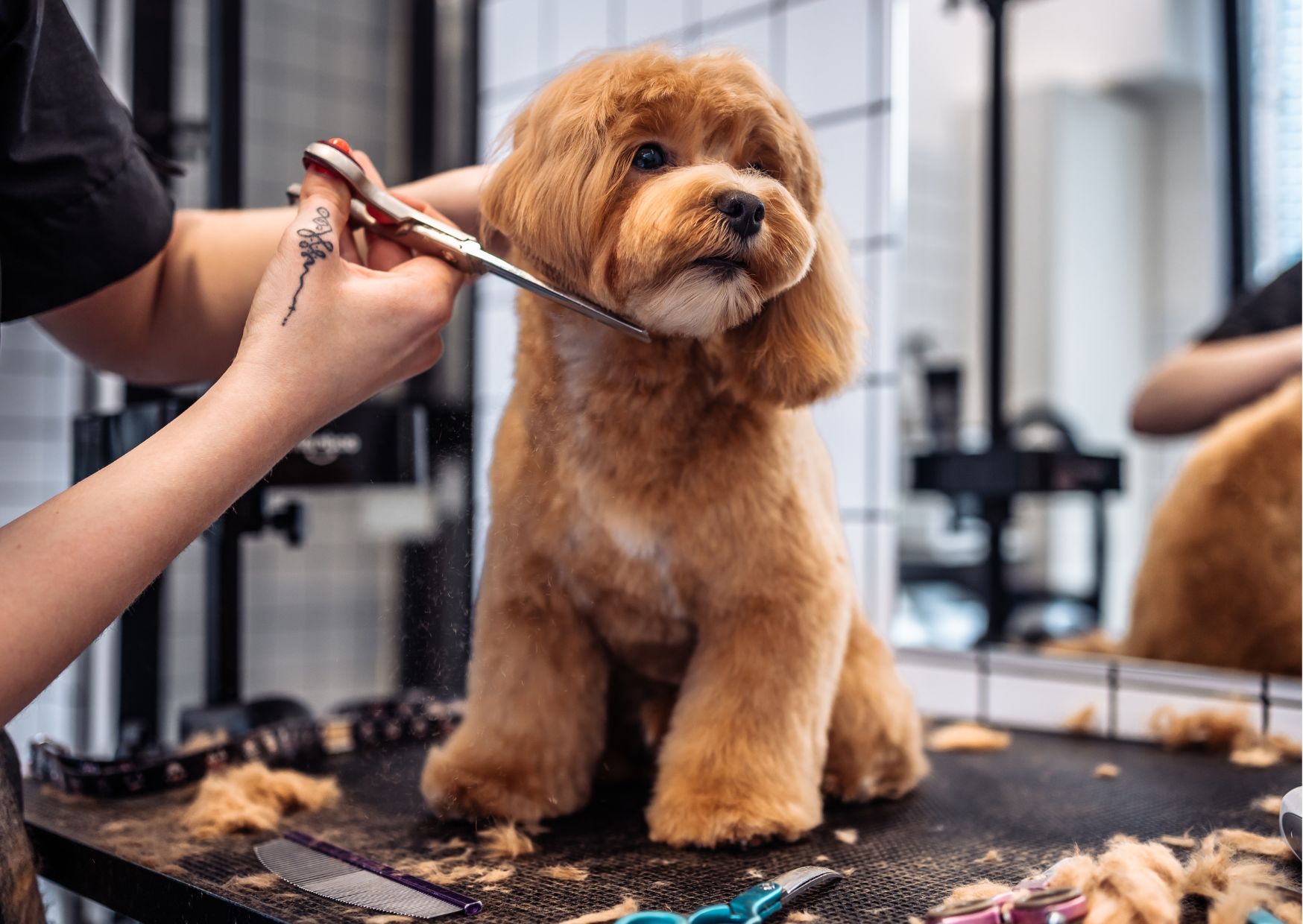 Dog Grooming Certificate