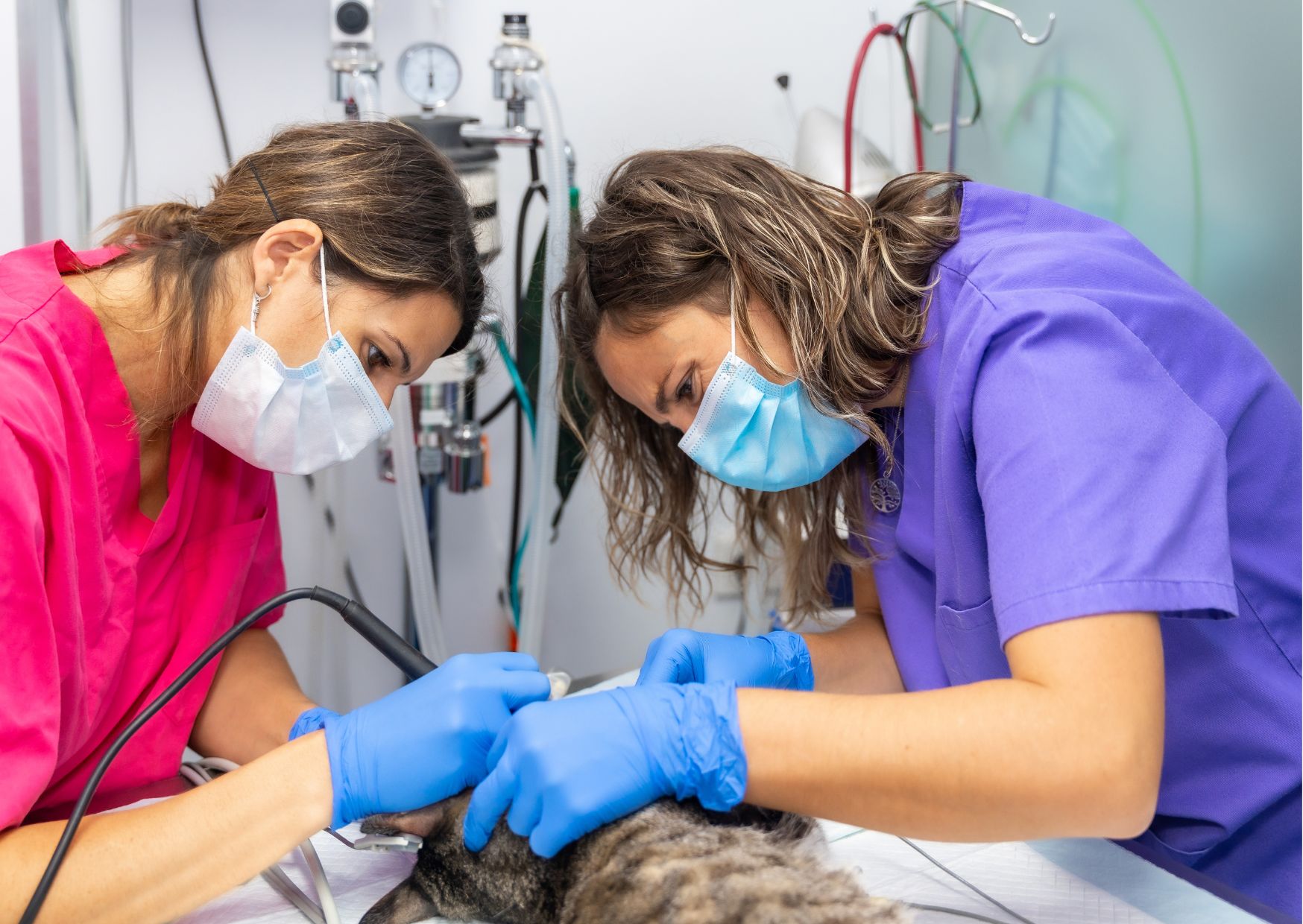 Diploma in Veterinary Assistant