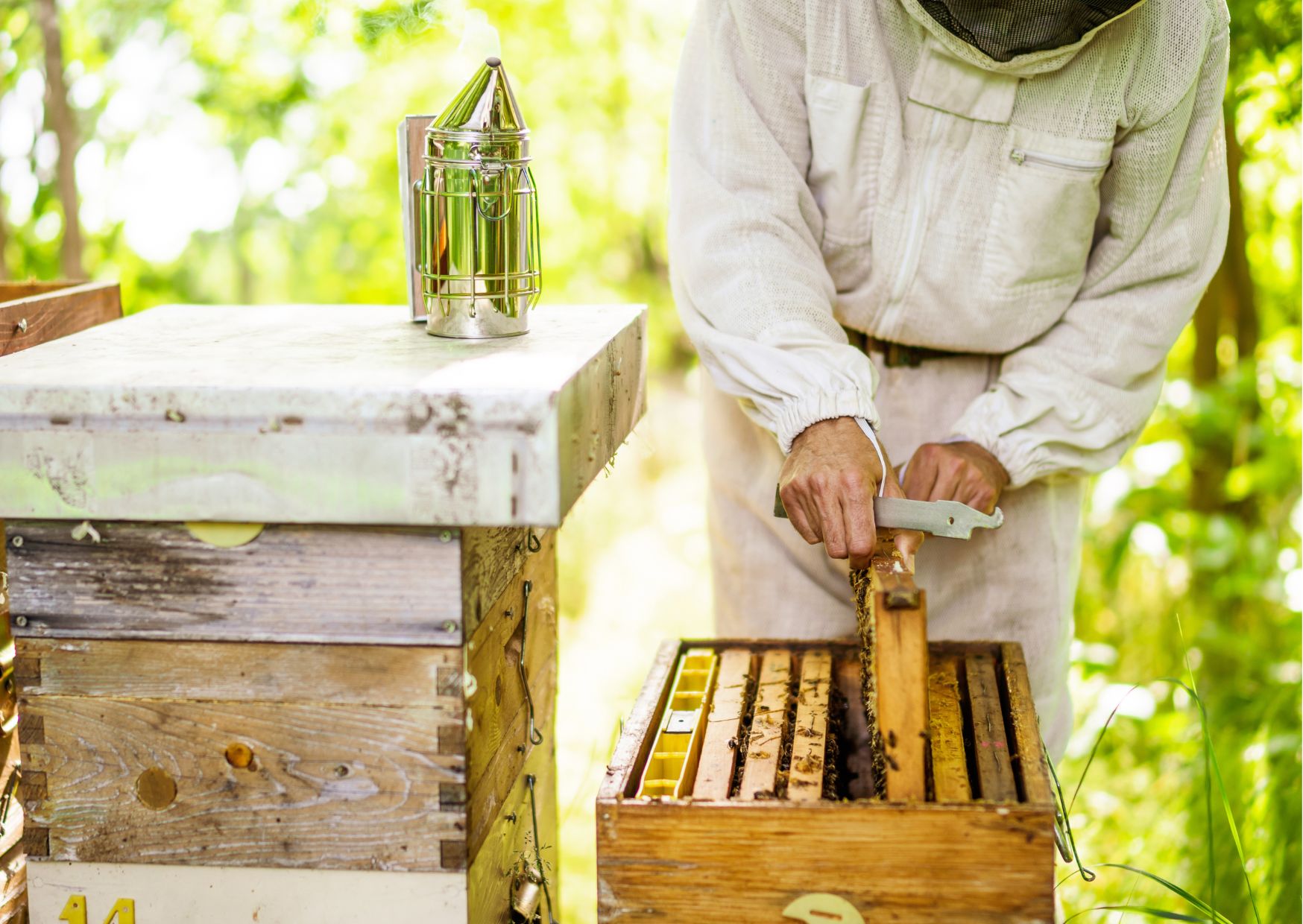 Core Concepts of Beekeeping