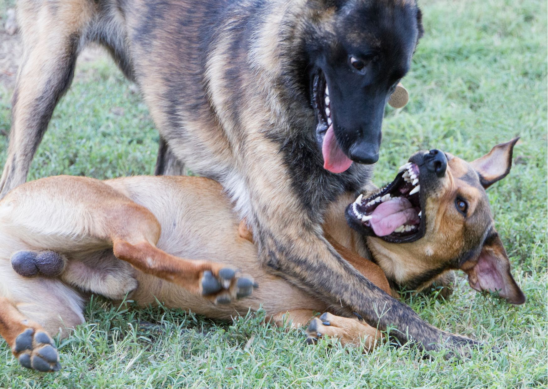 Certificate in Dog Behavior