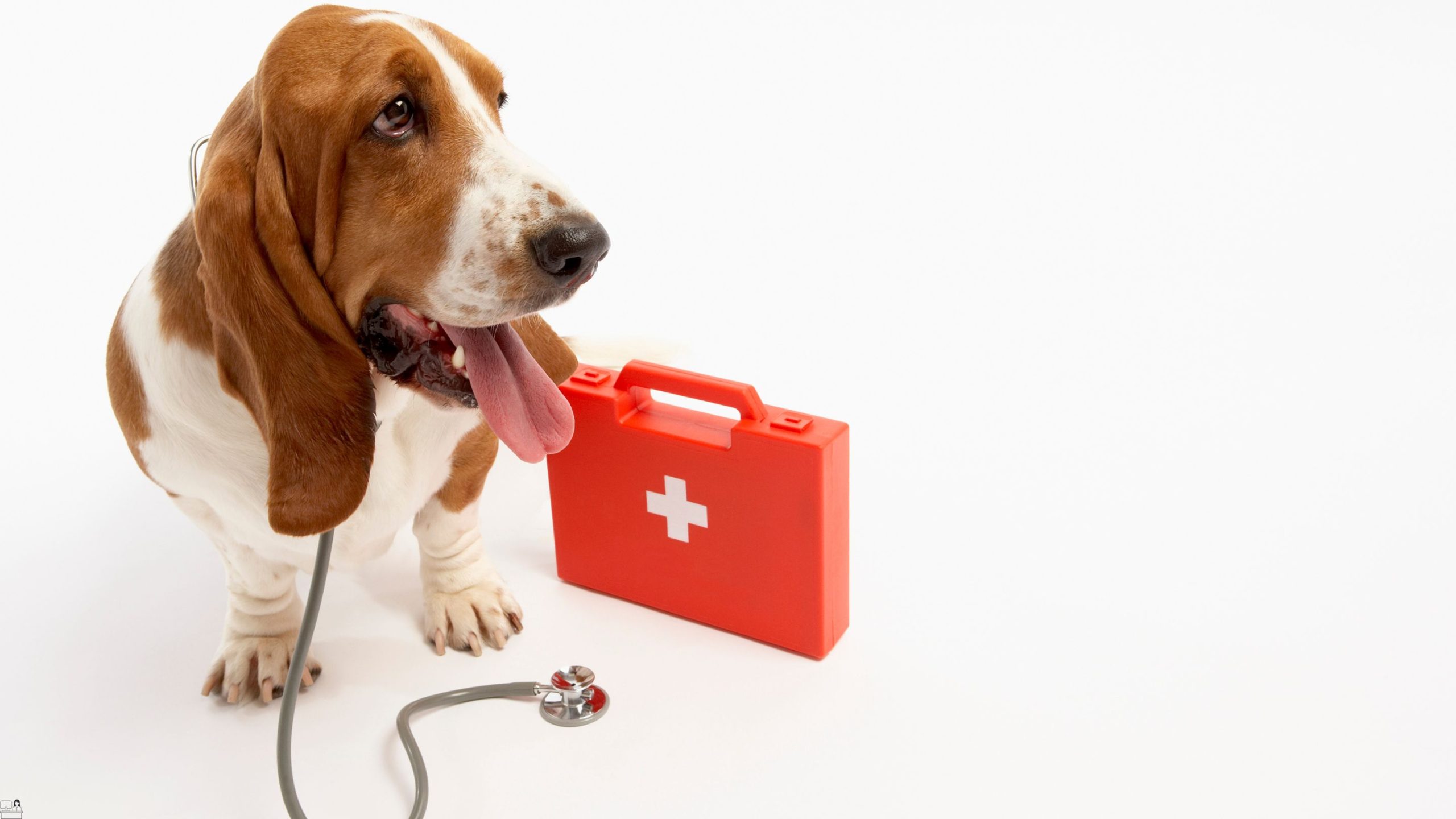 Diploma in Pet First Aid