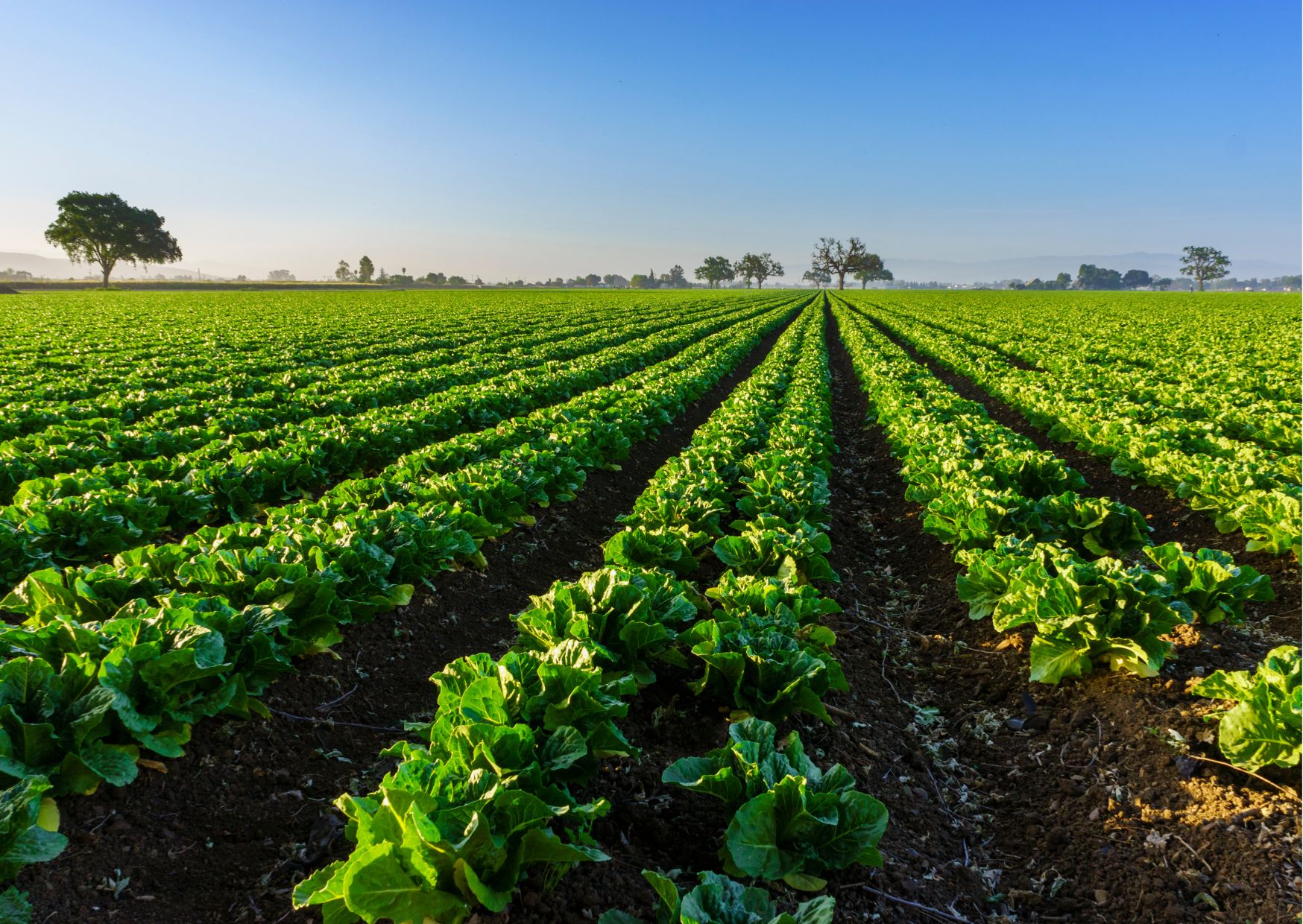 Diploma in Farming