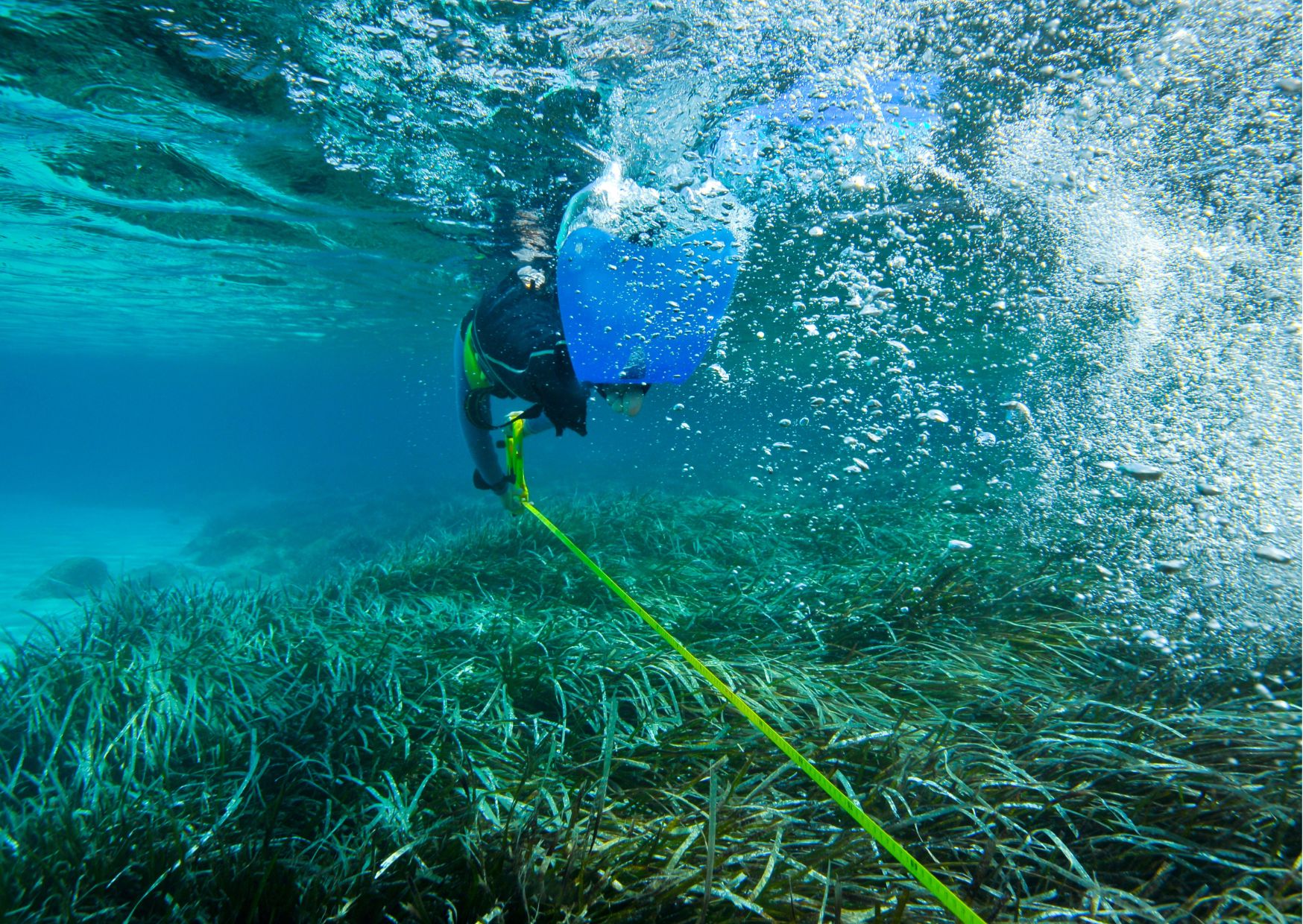 Certificate in Marine Biology