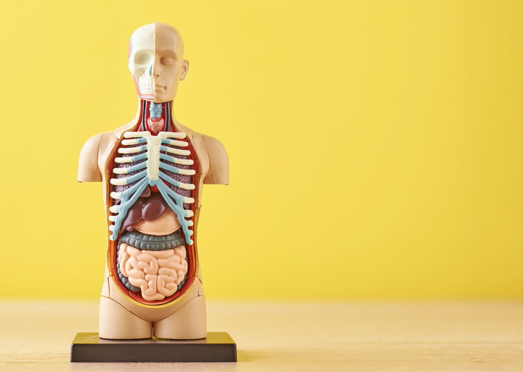 Anatomy and Physiology Essentials Training