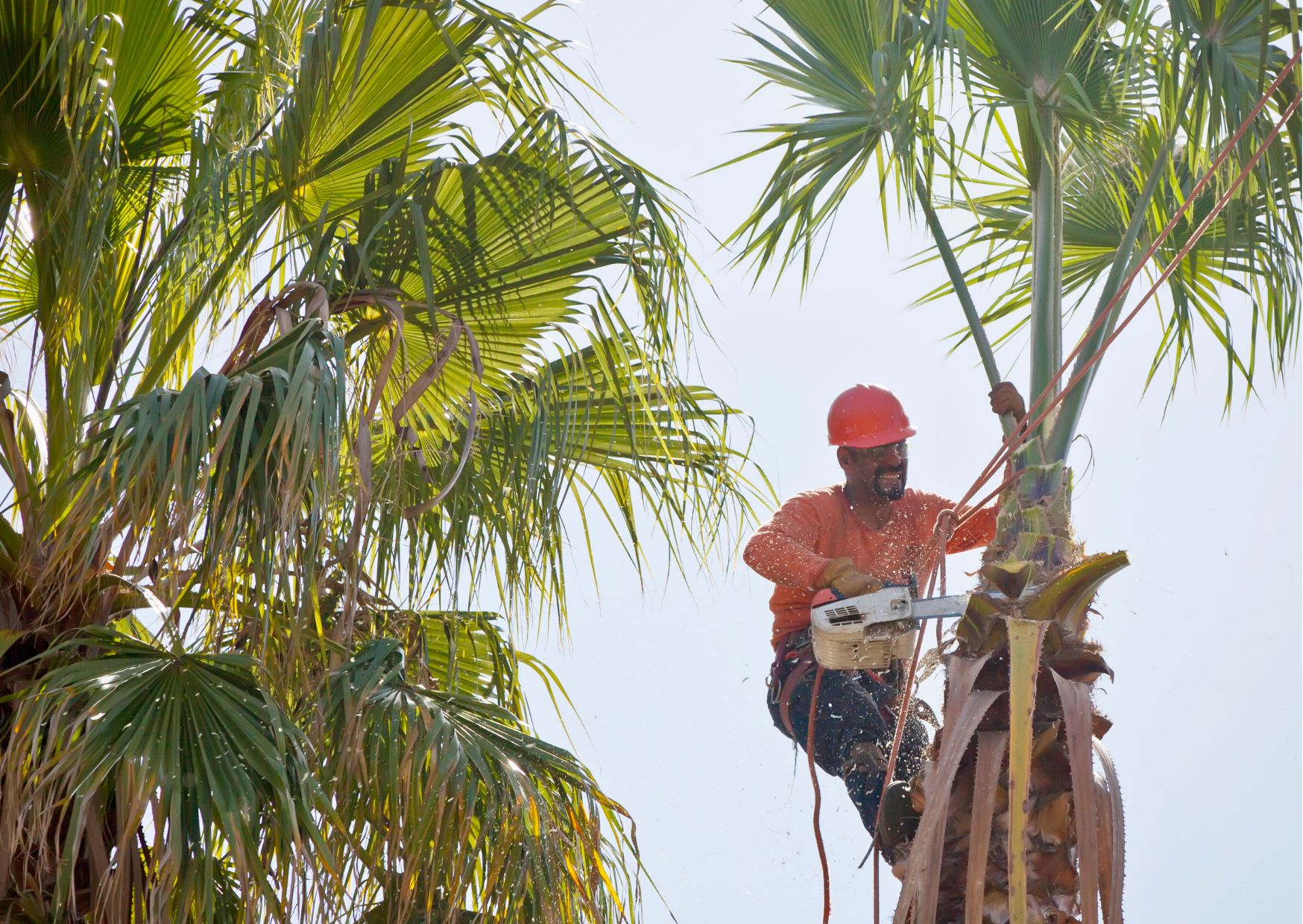 Arborist Safety: Online Course for Tree Pruning