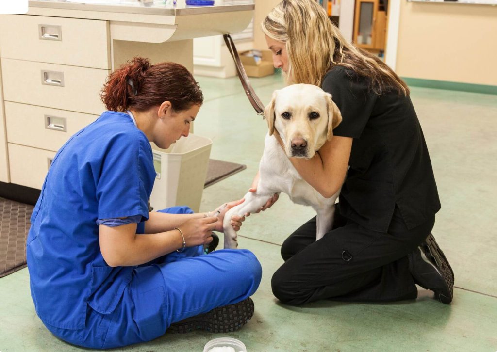 Training Station - Animal Care Online Course