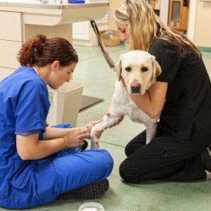 Animal Care Online Course