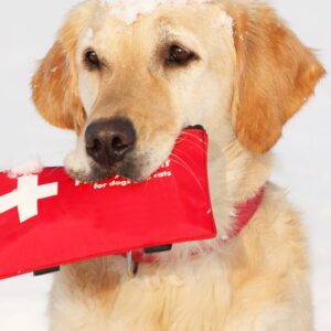 Dog First Aid