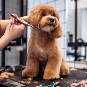 Dog Grooming