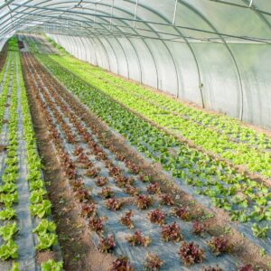 Horticulture