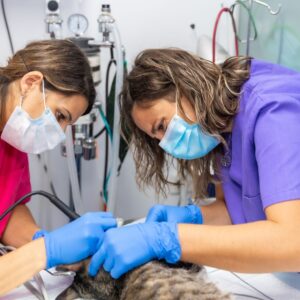 Veterinary Assistant