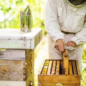Core Concepts of Beekeeping