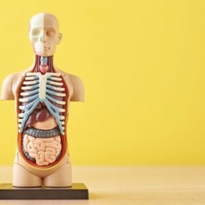 Anatomy and Physiology Essentials Training