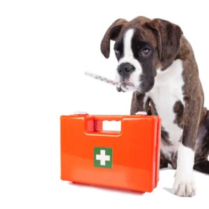 Essential First Aid Training for Animals