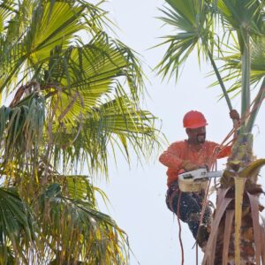 Tree pruning