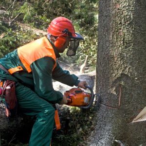Tree Surgeon