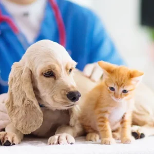 animal care course
