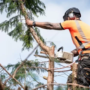 tree surgeon